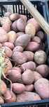 Batata Nova Variedade Delila Biologica 20kg