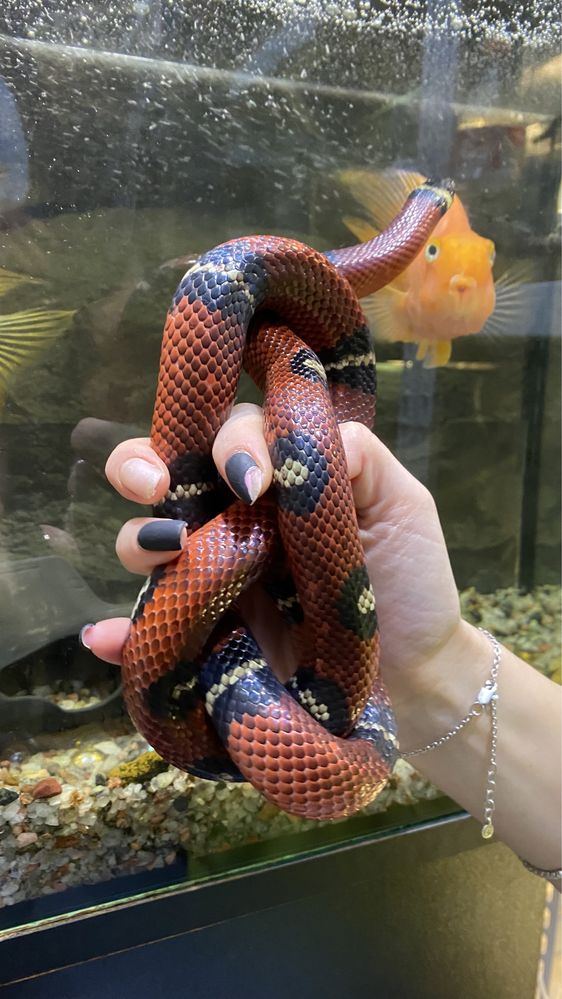 Синалойска молочная змея sinaloe  - роскошная ручная змея для новичков