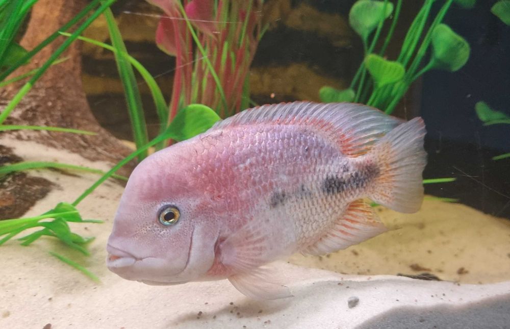 Pielęgnica Vieja breidohri