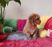 Zarezerwowana Maltipoo wyjątkowa suczka