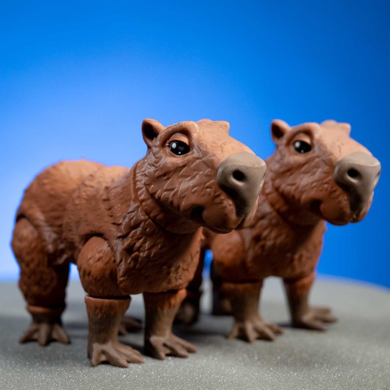 Felxi kapibara, capybara piękna, duża!