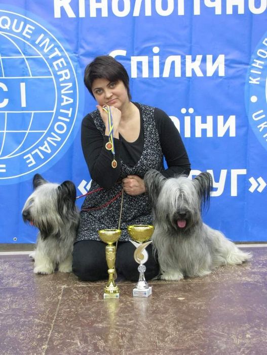 Малюки породи Скай тер'єр.