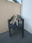 Beagle fêmea pura