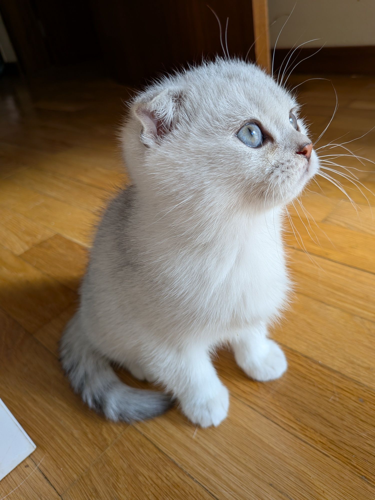 Gatinho Scotiish Fold