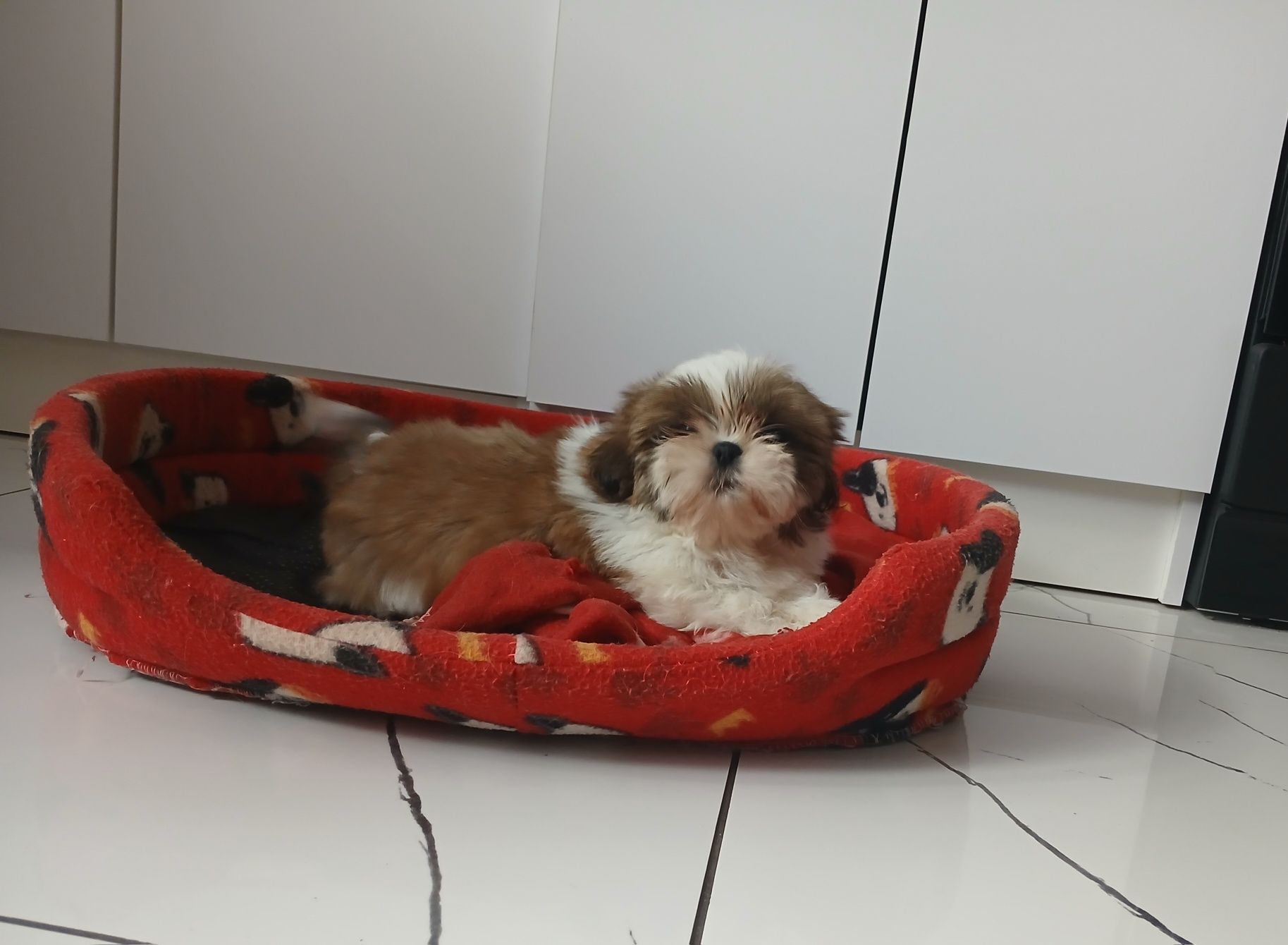 Shih-tzu z Rodowodem
