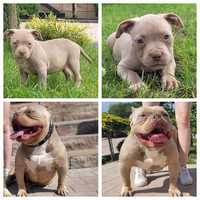 American bully suczka liliowa 5 mies