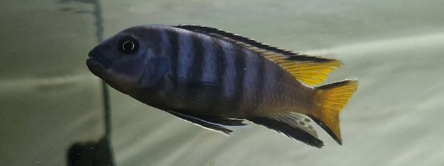 Pyszczak rybka ryba