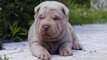 Czekoladowy Misio-Izar-z rodowodem, Shar-Pei do odbioru