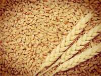 Продаю Зерно Пшениці Ячменю та соняха кукурудзи