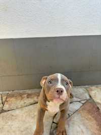 American Bully Pocket Tri Lilac