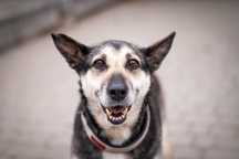 Luna - zrównoważona sunia do adopcji, mix owczarka