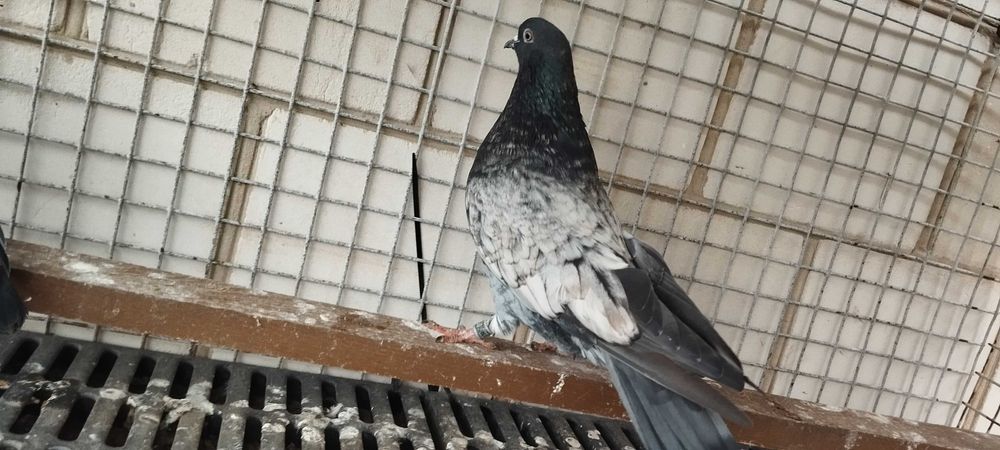 Kirowogradzkie  mikolajewskie