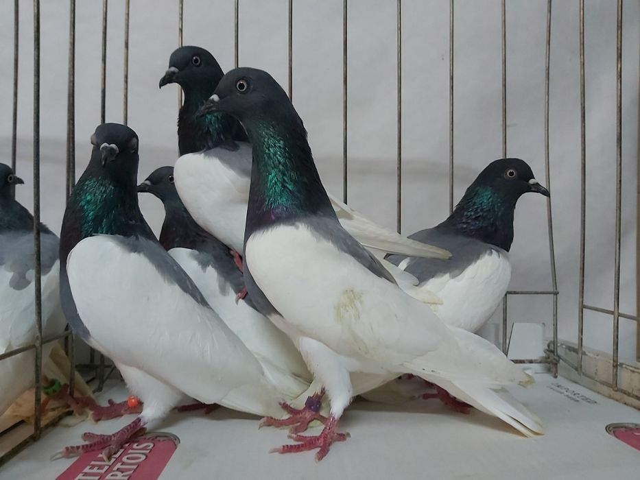 Gołębie Ciemne Murzyny