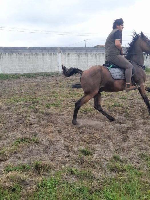 Vendo cavalo montado