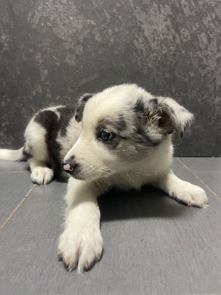 Border collie blue merle macho