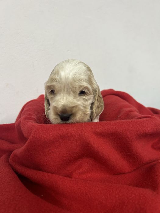 Cocker spaniel angielski