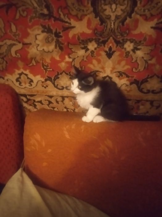 Отдам котика в добрые руки