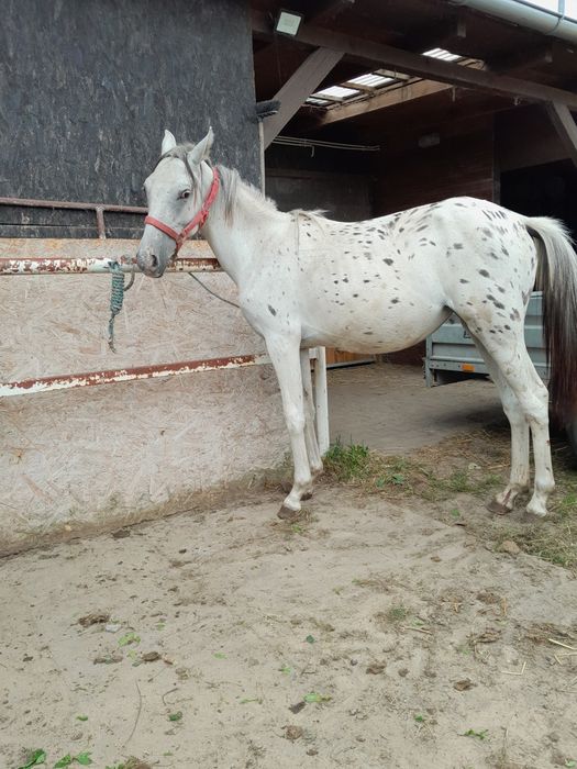 Kuc kuca klacz tarantowata tarant pelne pochodzenie 2 lata