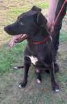 Apollo pies do adopcji