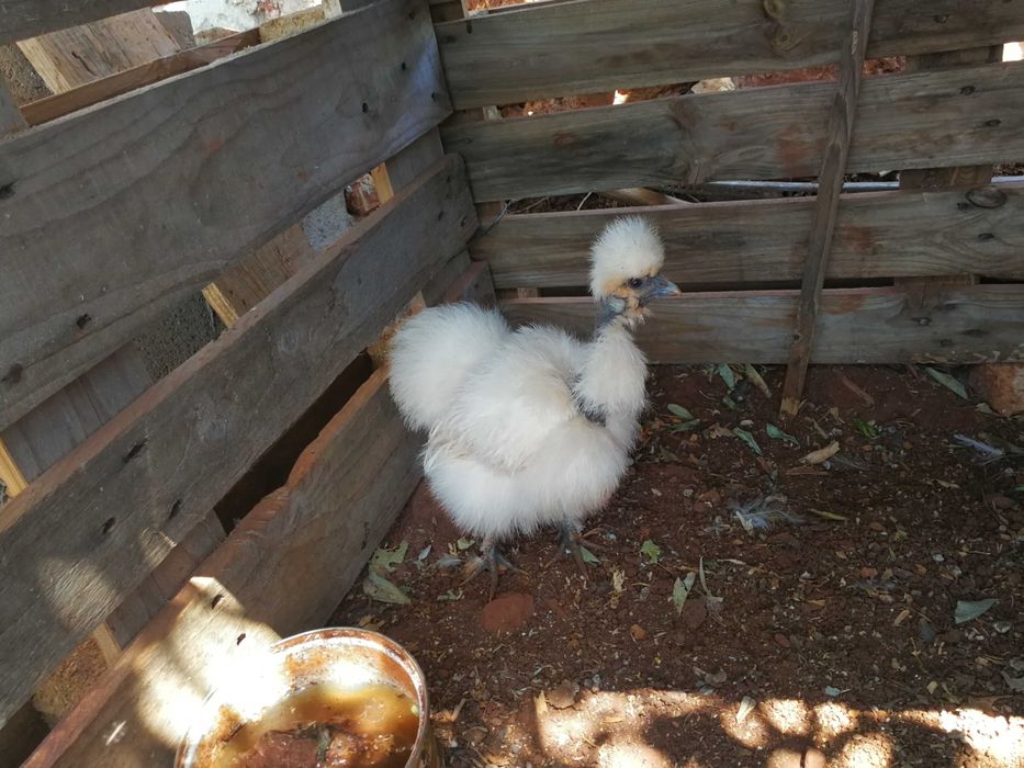 BRAHMA GALLO e sedosas