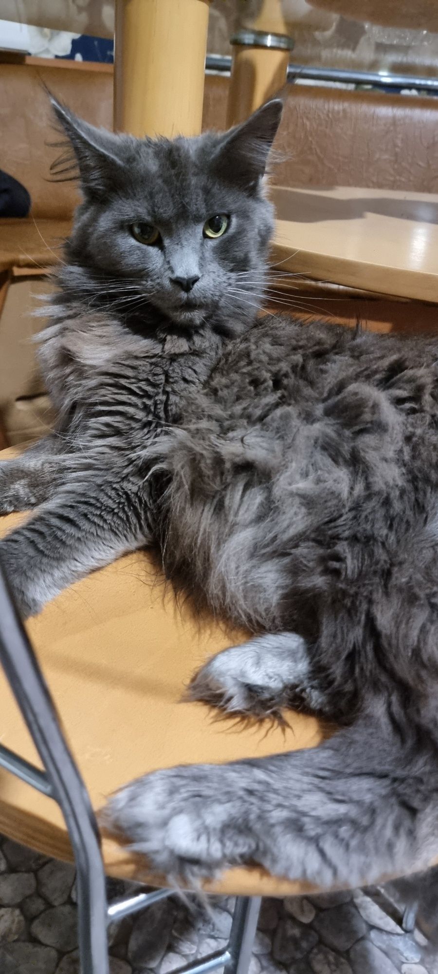 Мейн кун кошеня шукає родину