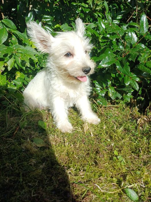 West  highland terrier white