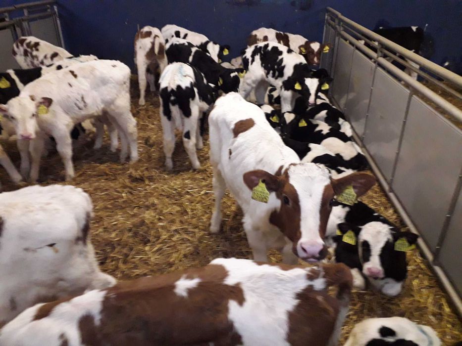 Jałówki  mleczne Hf,RW na krowę, transport, Mięsne Byczki, Jałówki