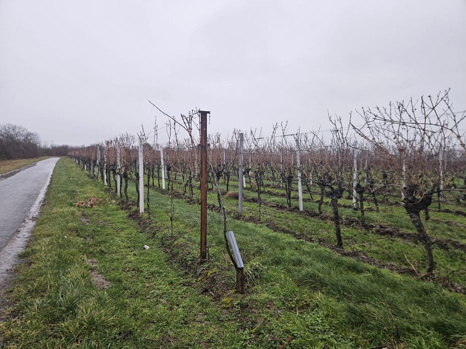 Słupki Metalowe Malina Winogron Ogrodzenia