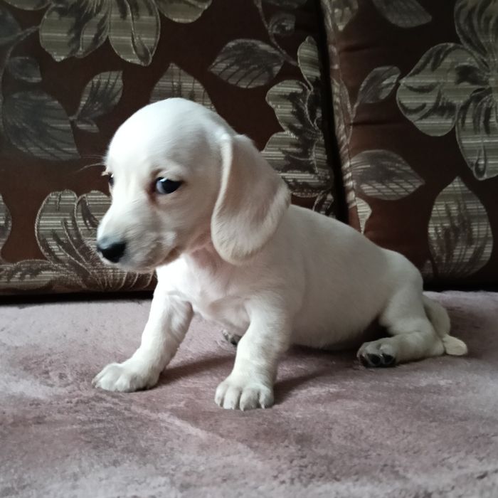 Jamnik miniaturowy krótkowłosy suczka