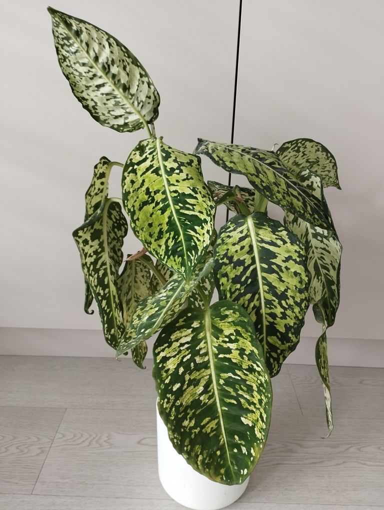 Diffenbachia reflektor sadzonka