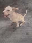 Cadela meiga com 3 meses raça pequena