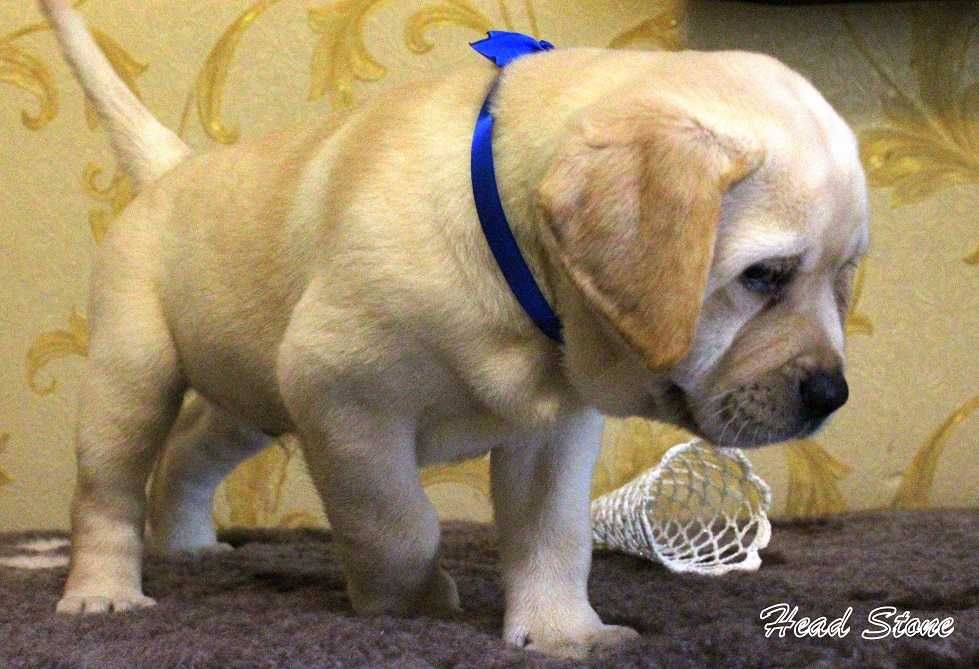 Лабрадор ретривер КСУ