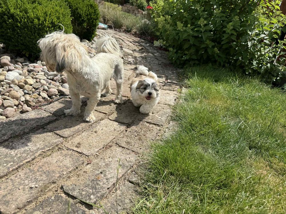 Shih tzu, Maltańczyk, Malshi