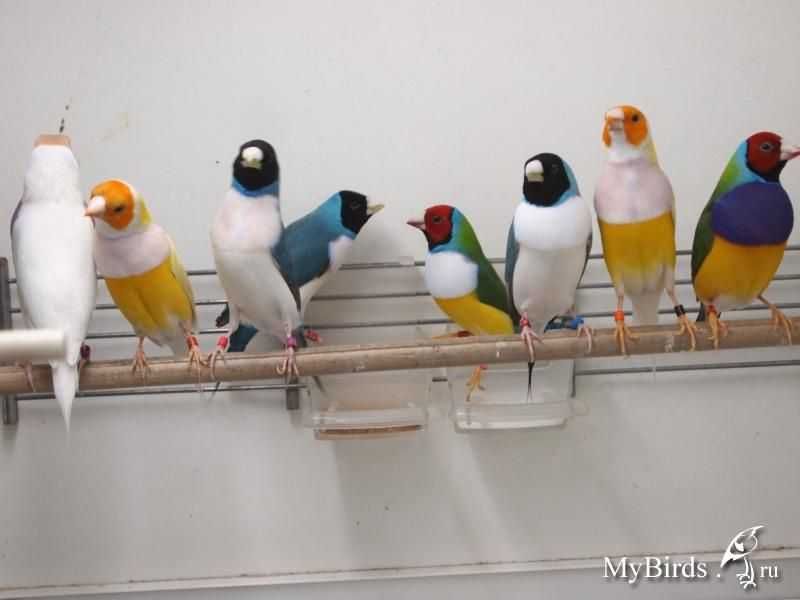 Canários vermelhos a cantar