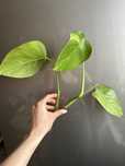 Желтая Монстера Ауреа вариегата (Monstera Aurea) - верхушка 3 листа