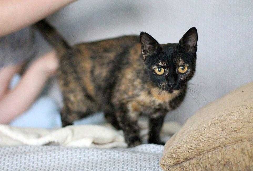 Aksamitka - kocia piękność do adopcji