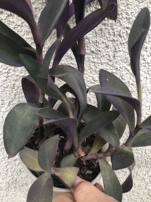 Традесканція пурпурова кімнатна рослина