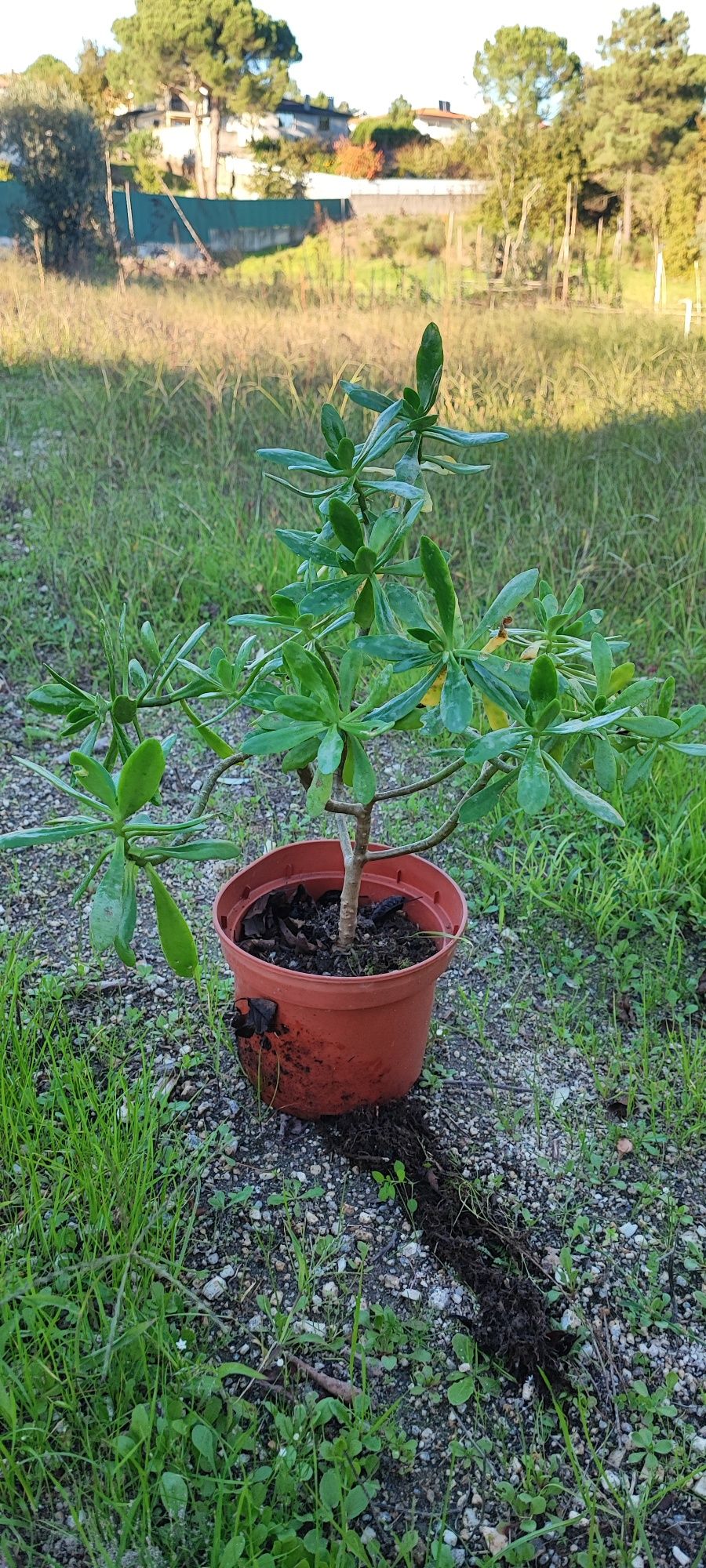 Planta suculenta