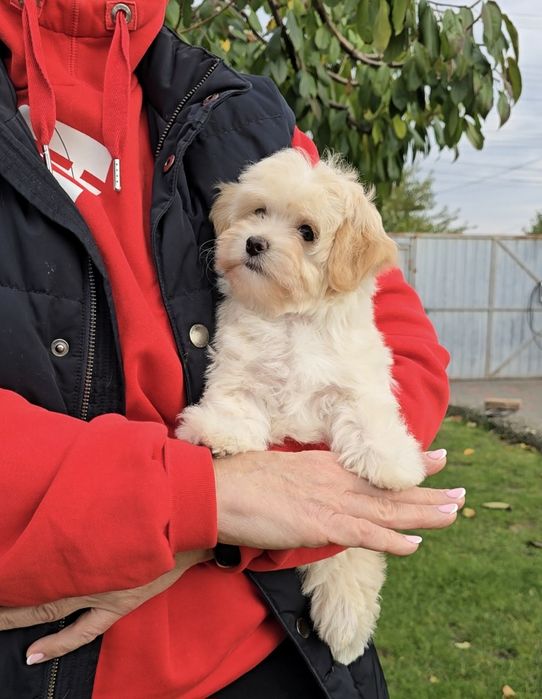 Неймовірні дівчатка. Мальтіпу Ф1.