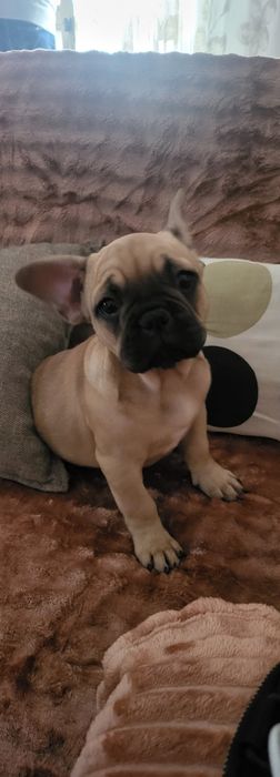 Buldogue frances linda