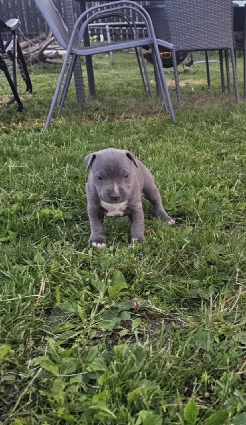 Amstaff Staffordshire Terrier piesek błękitny