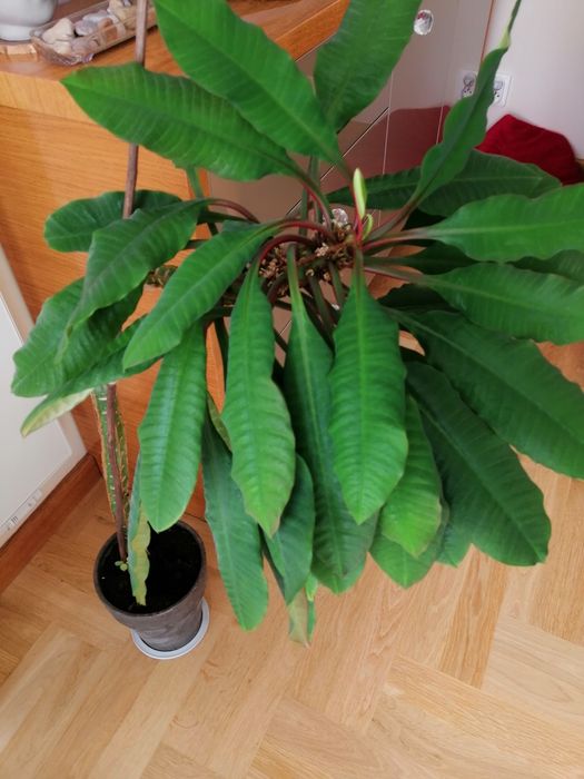 Wilczomlecz białounerwiony duży 90 cm Madagaskar