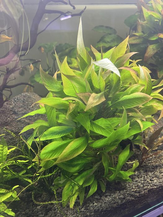 Nadwódka dębolistna wielonasienna