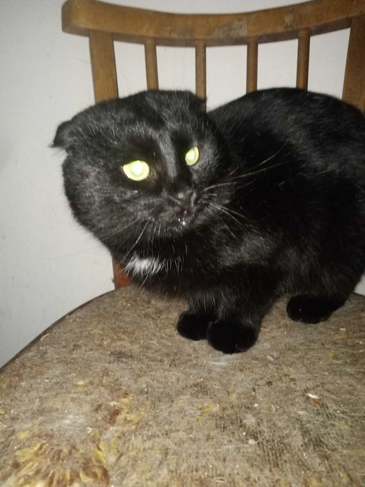 Висловухий клтик безкоштовно