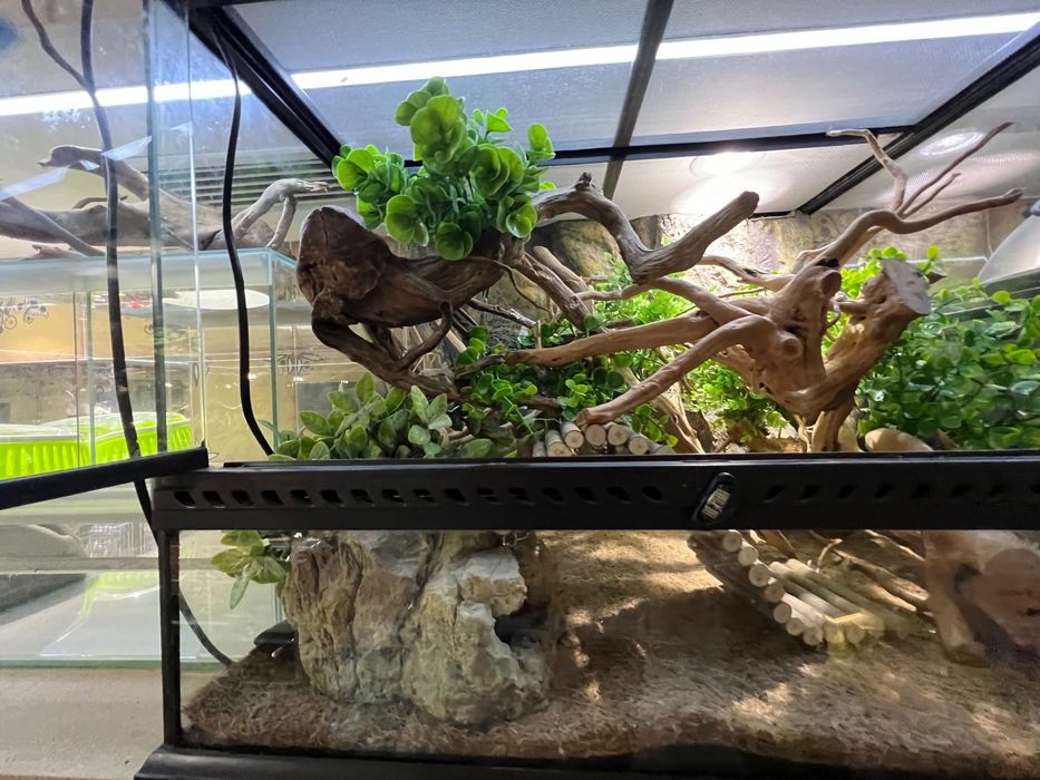 Тераріум Exoterra для королівського пітона (регіус)