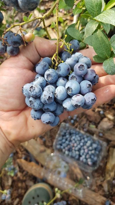 ЛОХИНА  високоросла 5років,плрдоносить ,різні сорти.