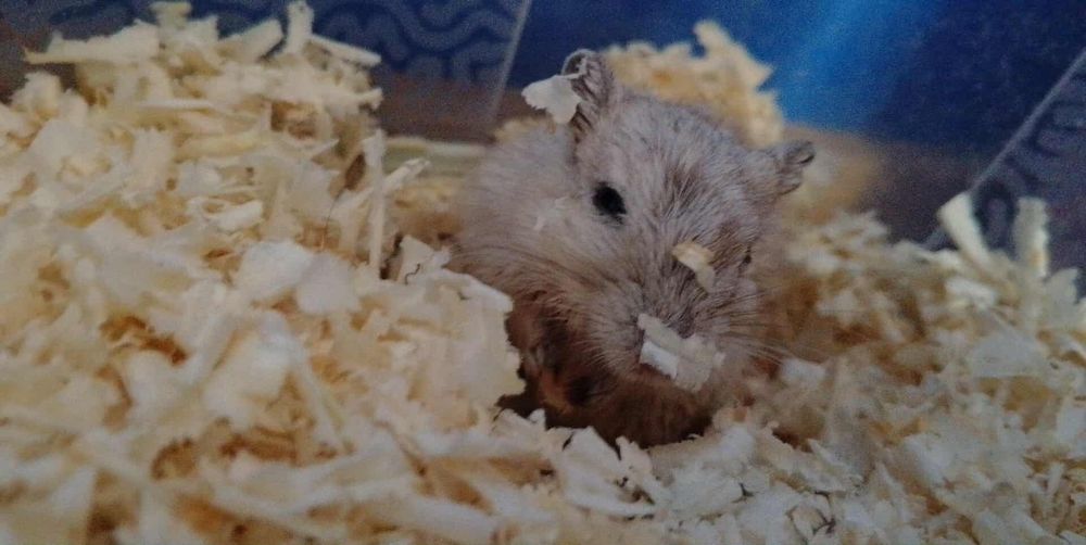 Samiec myszoskoczek adopcja