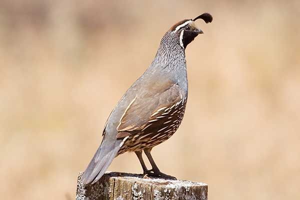 Przepiórki kalifornijskie płci męskiej