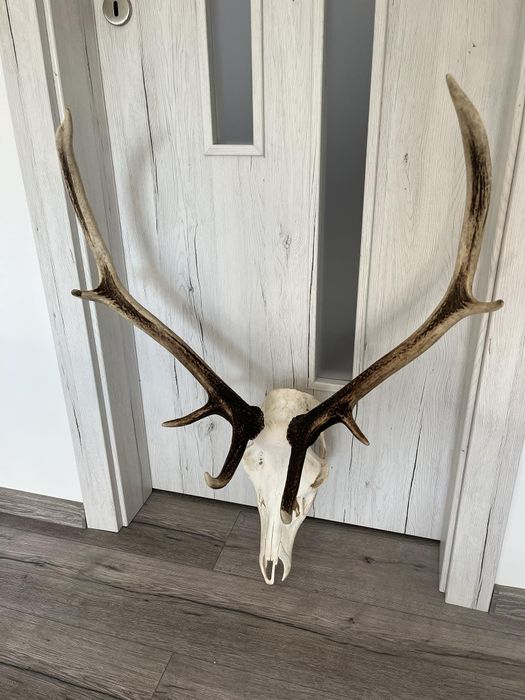 Poroże jelenia wieniec