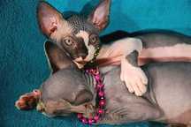 Czarne Kocie •Sfinks Sphynx‼️ poKastracji! W-wa / Sosnowiec / poznań..